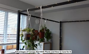 Canopy Bed With Plants